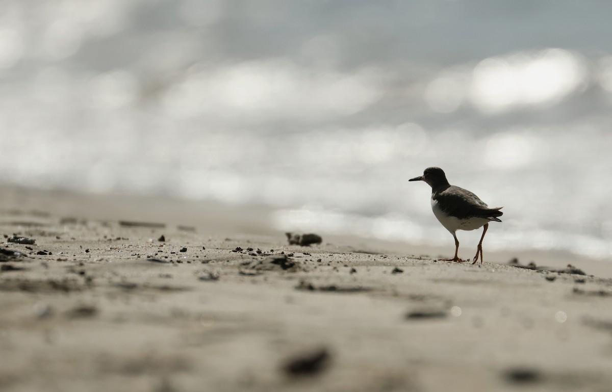 アメリカイソシギ - ML646752185