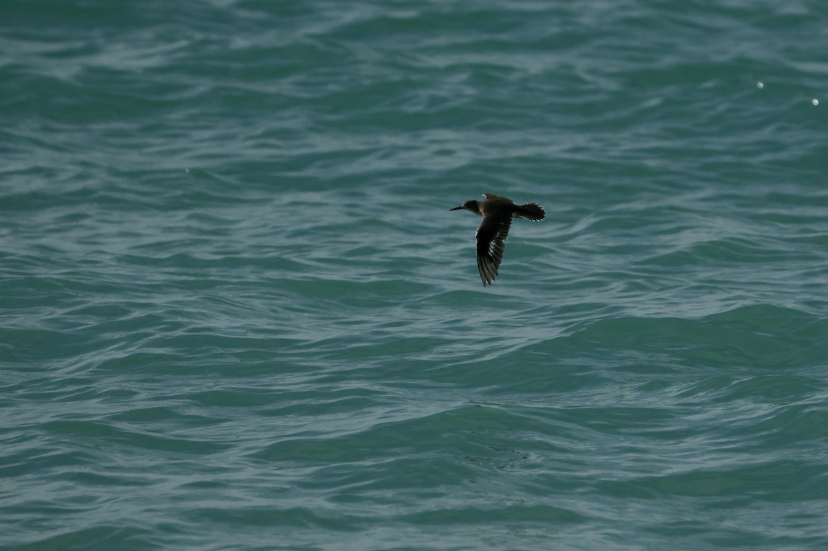 アメリカイソシギ - ML646752186