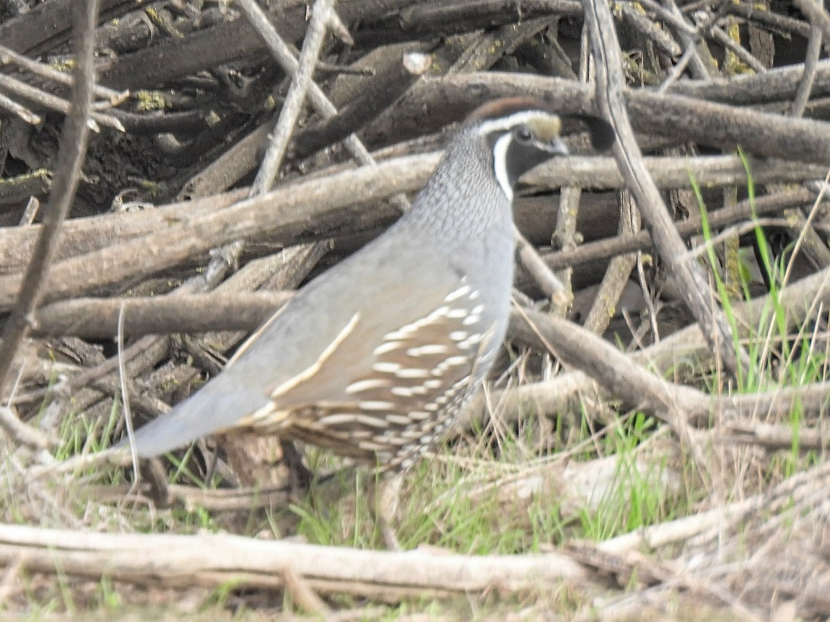 Galeper kaliforniarra - ML646752187