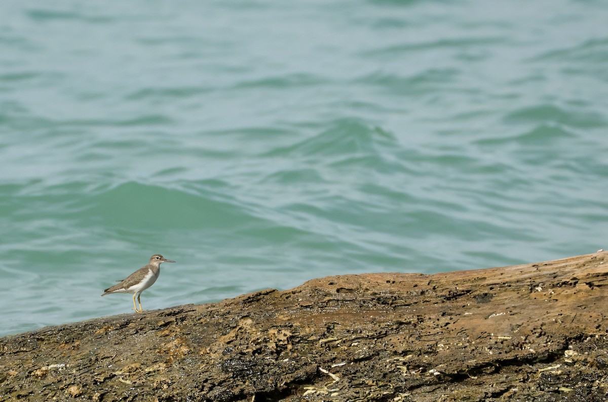 アメリカイソシギ - ML646752188