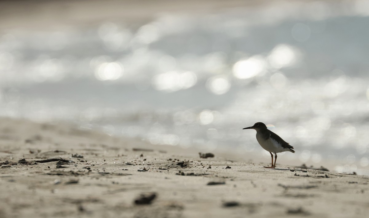 アメリカイソシギ - ML646752189