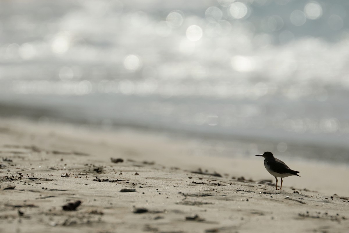 アメリカイソシギ - ML646752190