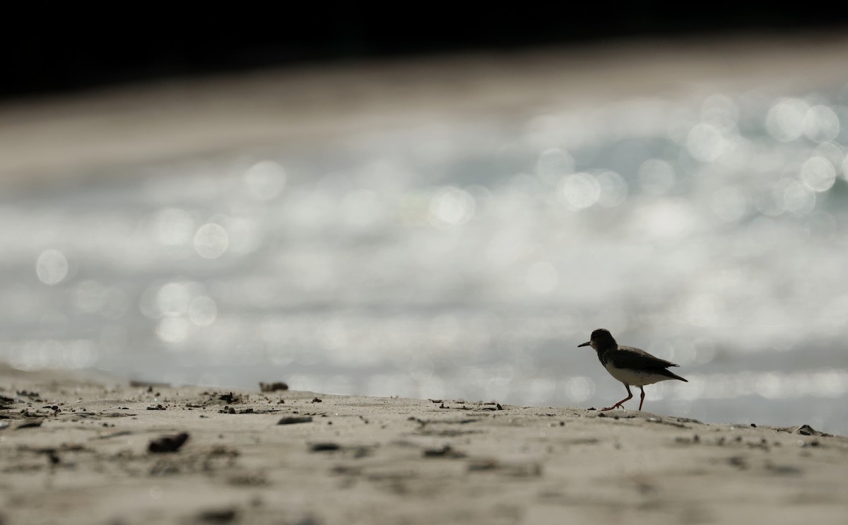 アメリカイソシギ - ML646752191