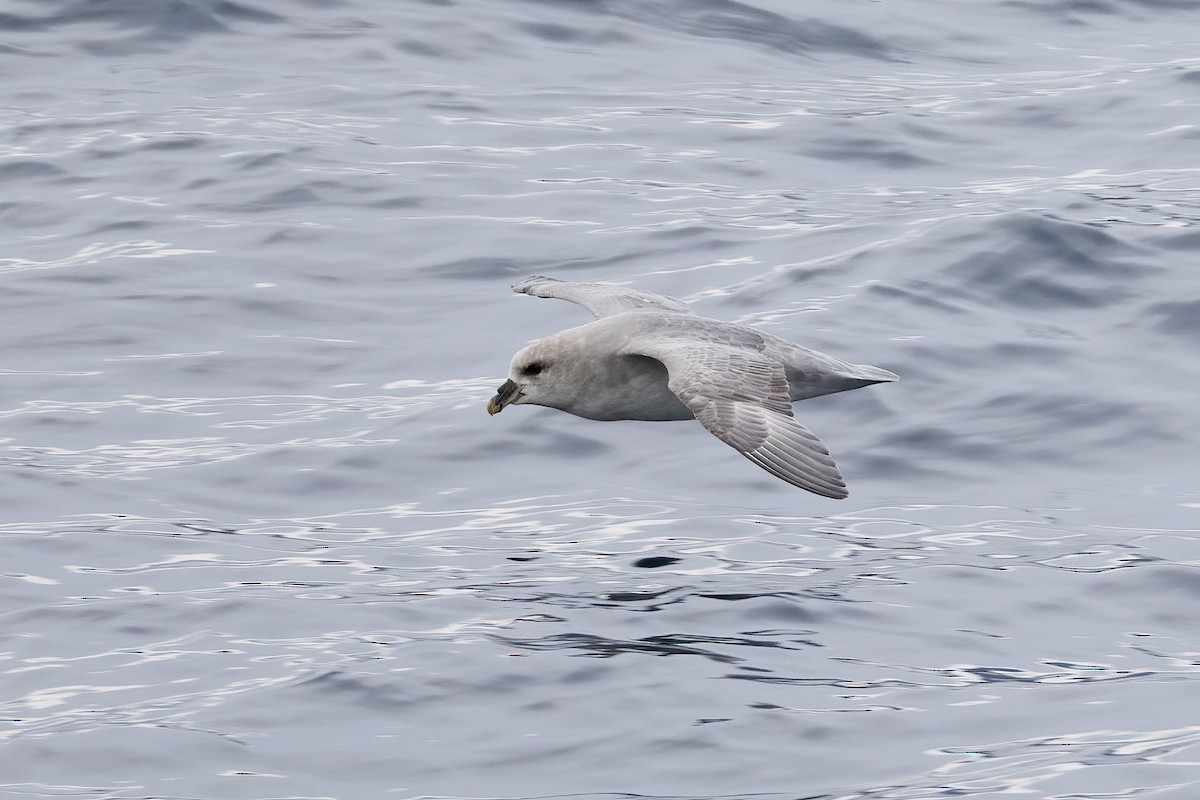 フルマカモメ - ML646752192