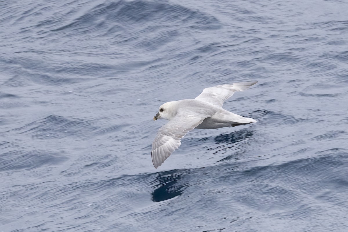 フルマカモメ - ML646752193