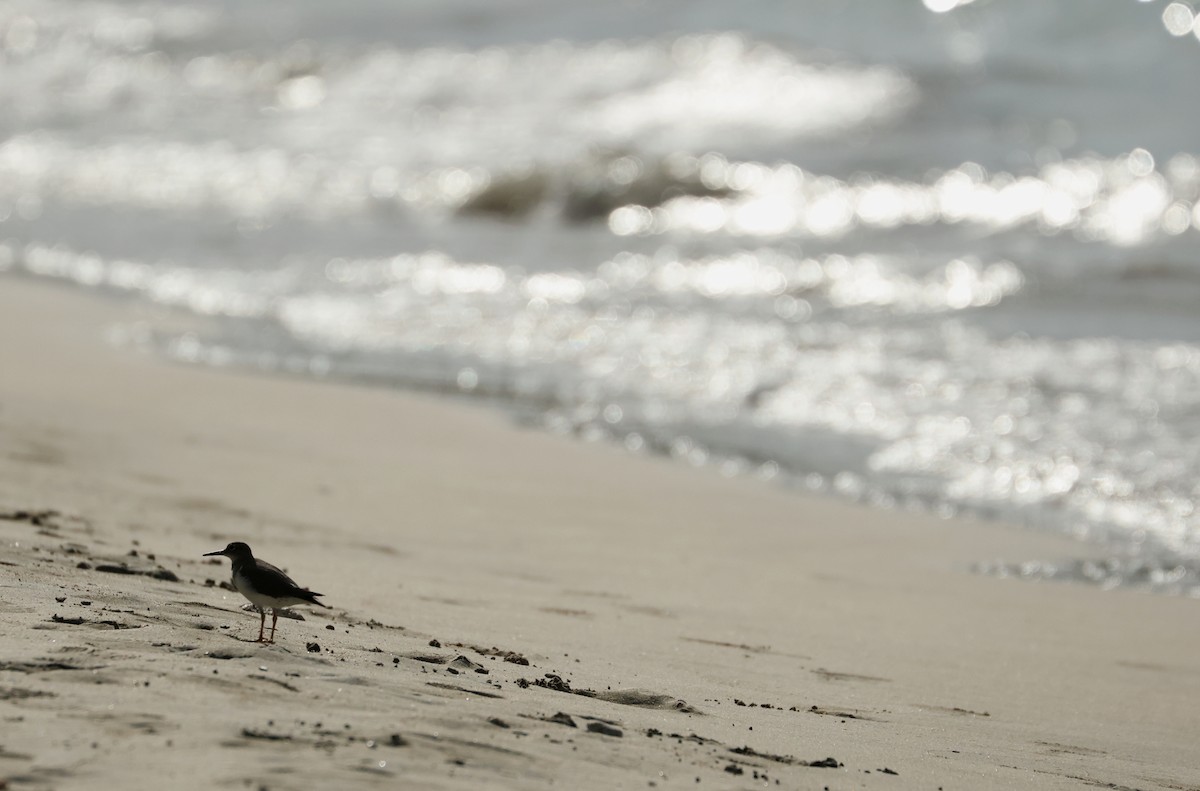 アメリカイソシギ - ML646752194