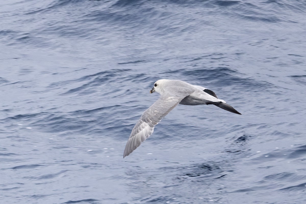 フルマカモメ - ML646752195