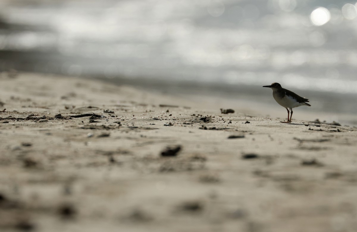 アメリカイソシギ - ML646752197