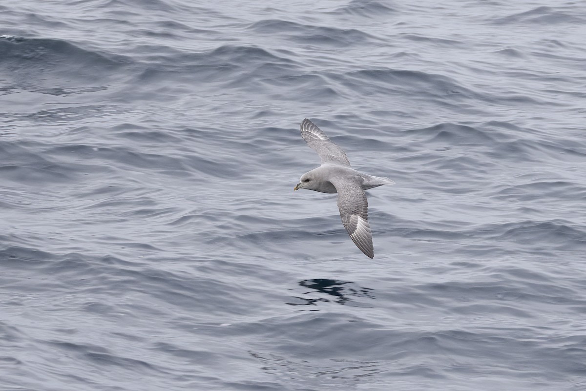 フルマカモメ - ML646752198