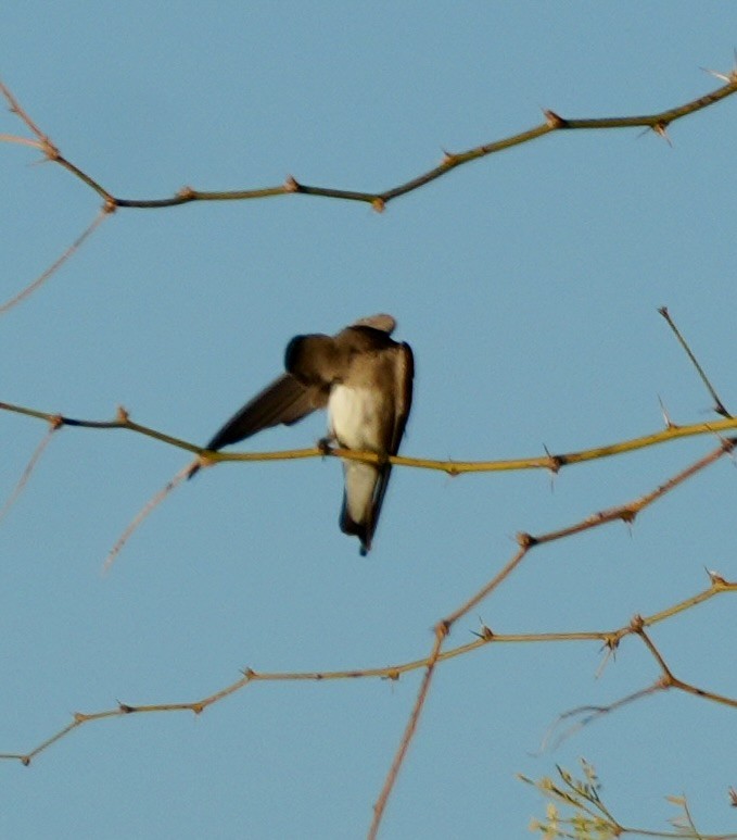 Northern Rough-winged Swallow - ML646752199