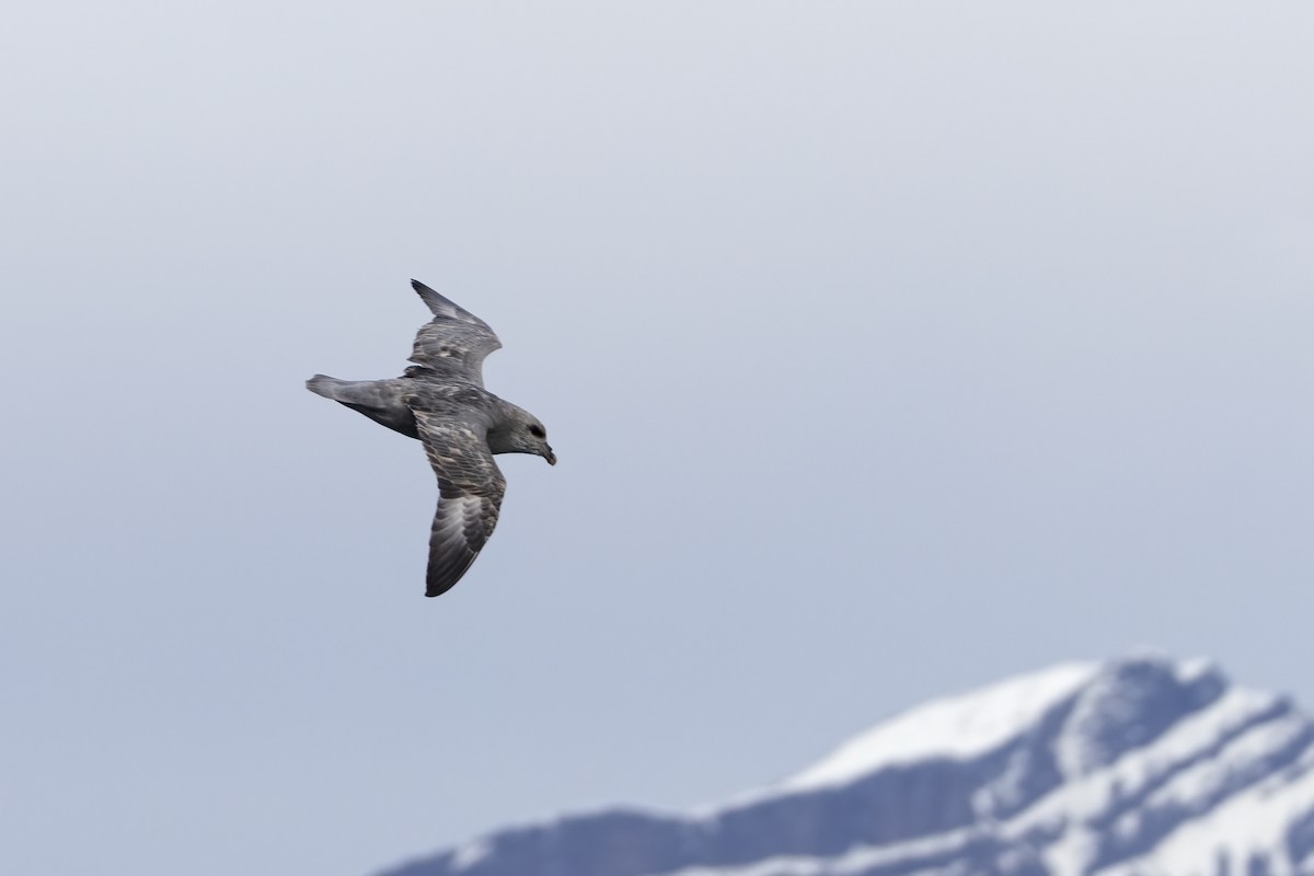 フルマカモメ - ML646752202