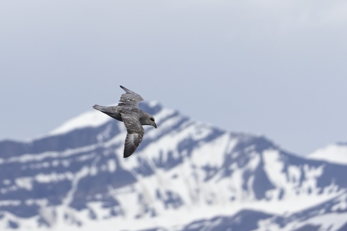 フルマカモメ - ML646752203