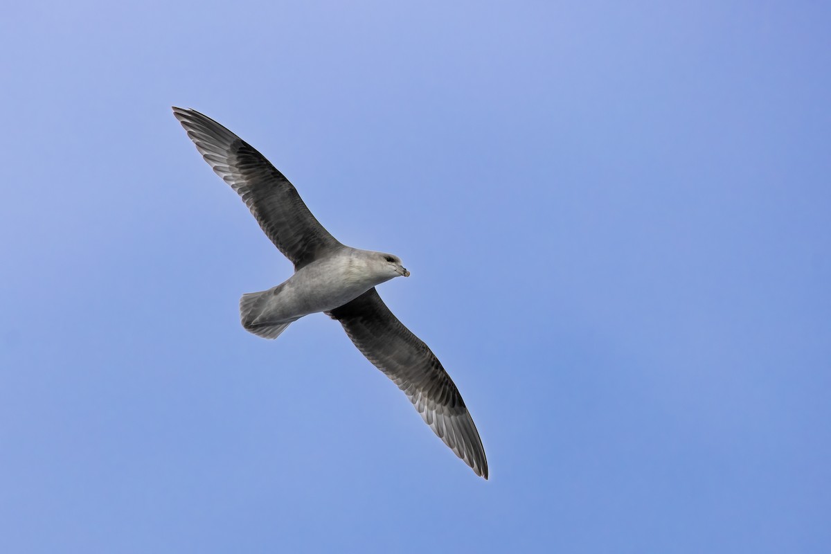 フルマカモメ - ML646752204