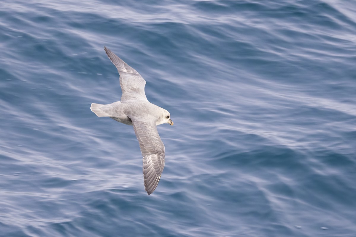 フルマカモメ - ML646752205