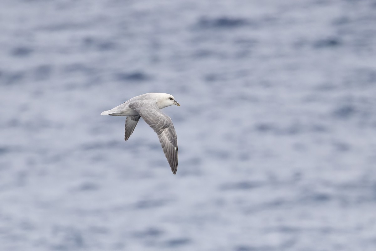 フルマカモメ - ML646752206