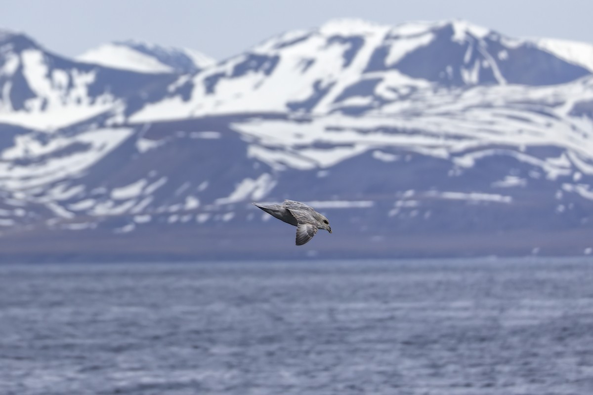 フルマカモメ - ML646752208