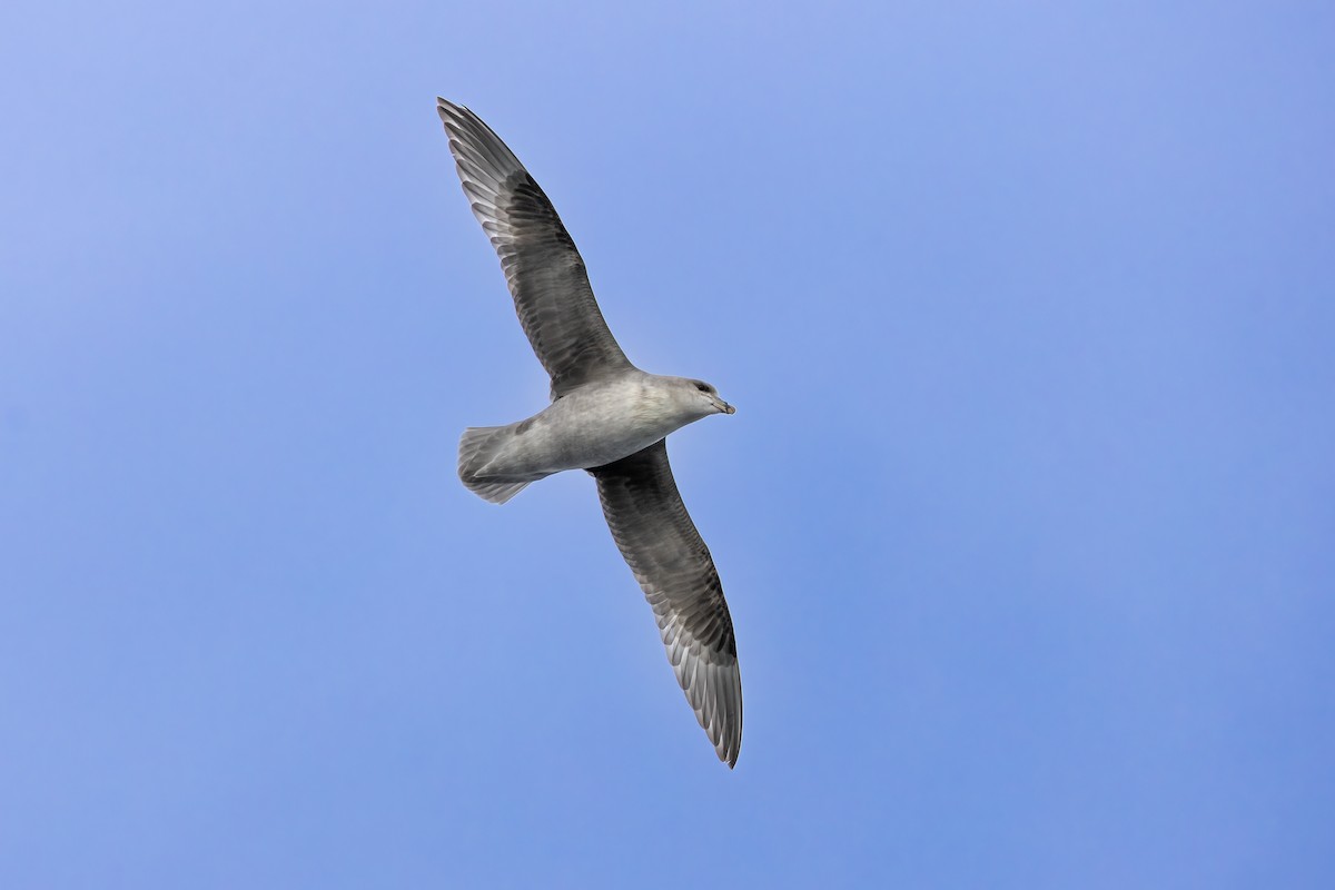 フルマカモメ - ML646752209