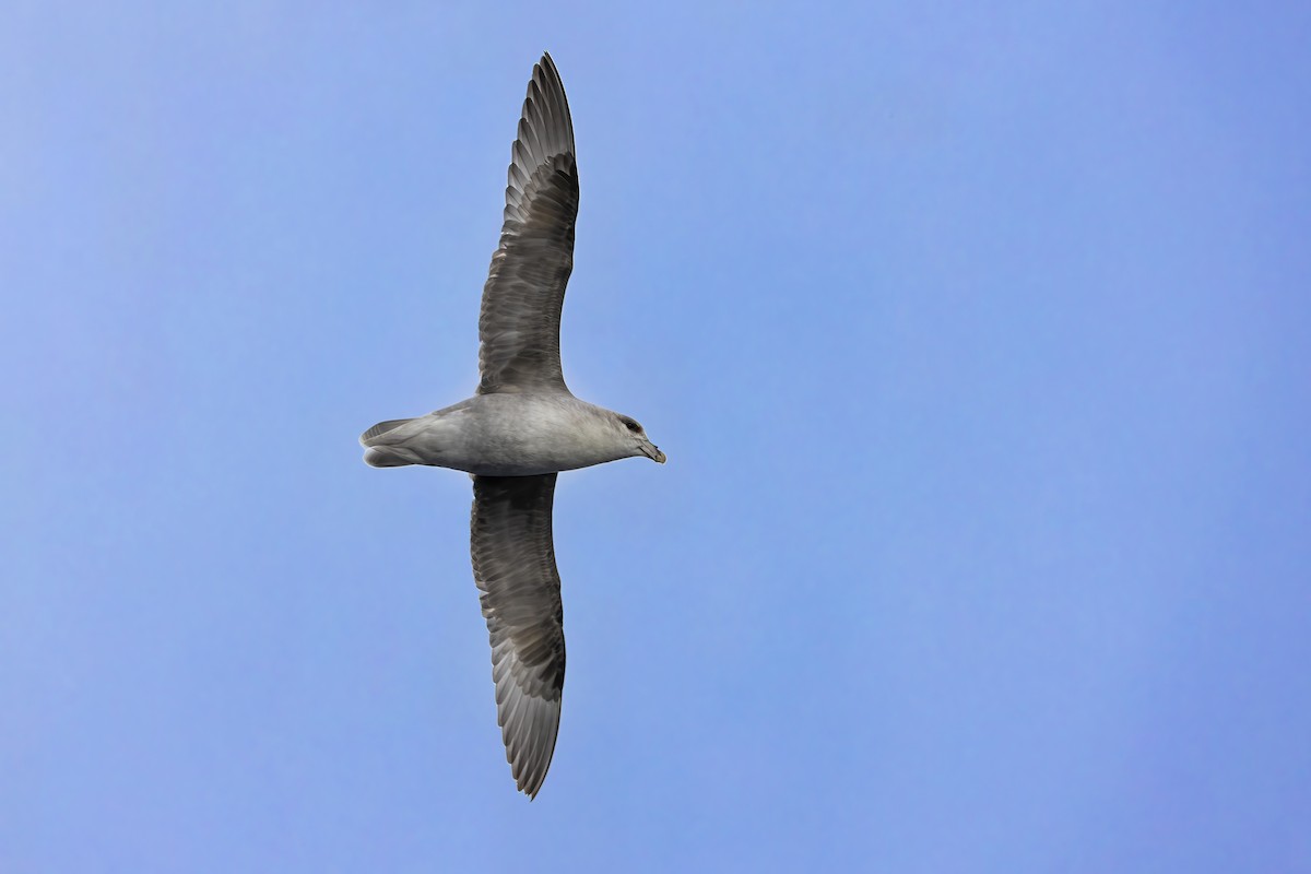 フルマカモメ - ML646752211