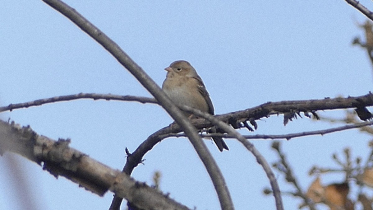 Field Sparrow - ML646752212