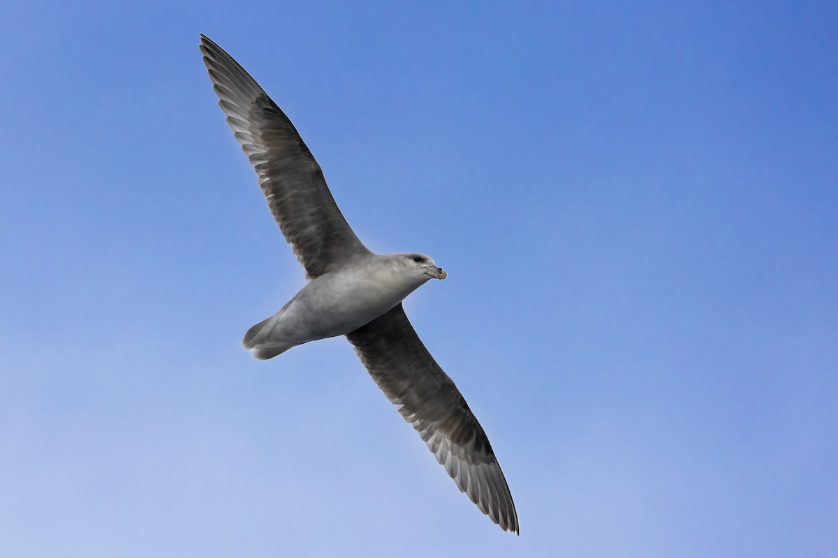 フルマカモメ - ML646752214