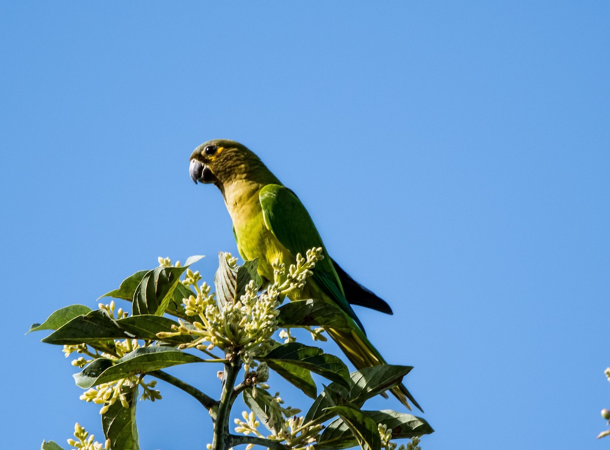 チャノドインコ（ocularis） - ML646752216