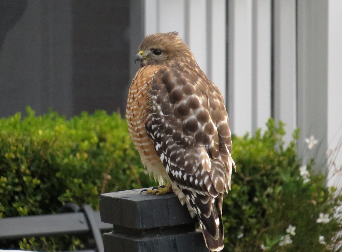 Red-shouldered Hawk - ML646752218