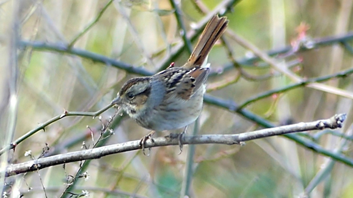 Swamp Sparrow - ML646752219