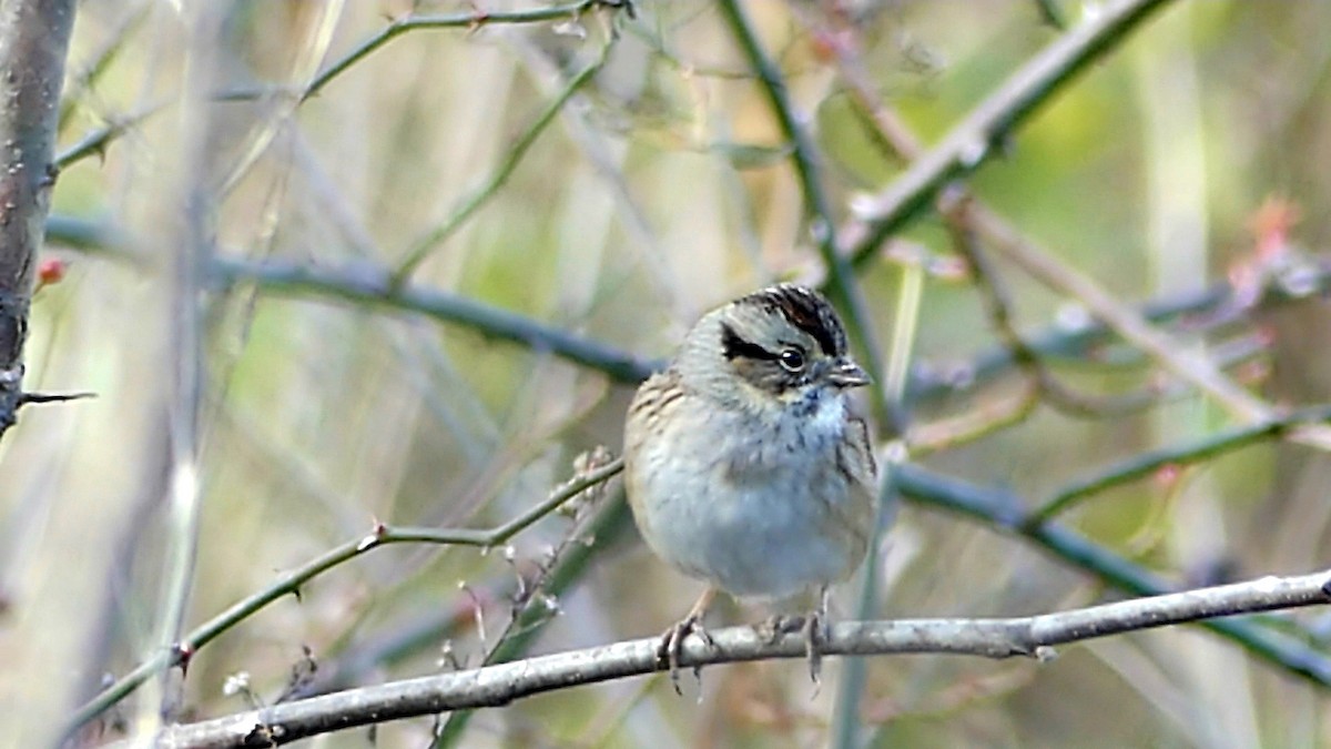 Swamp Sparrow - ML646752220