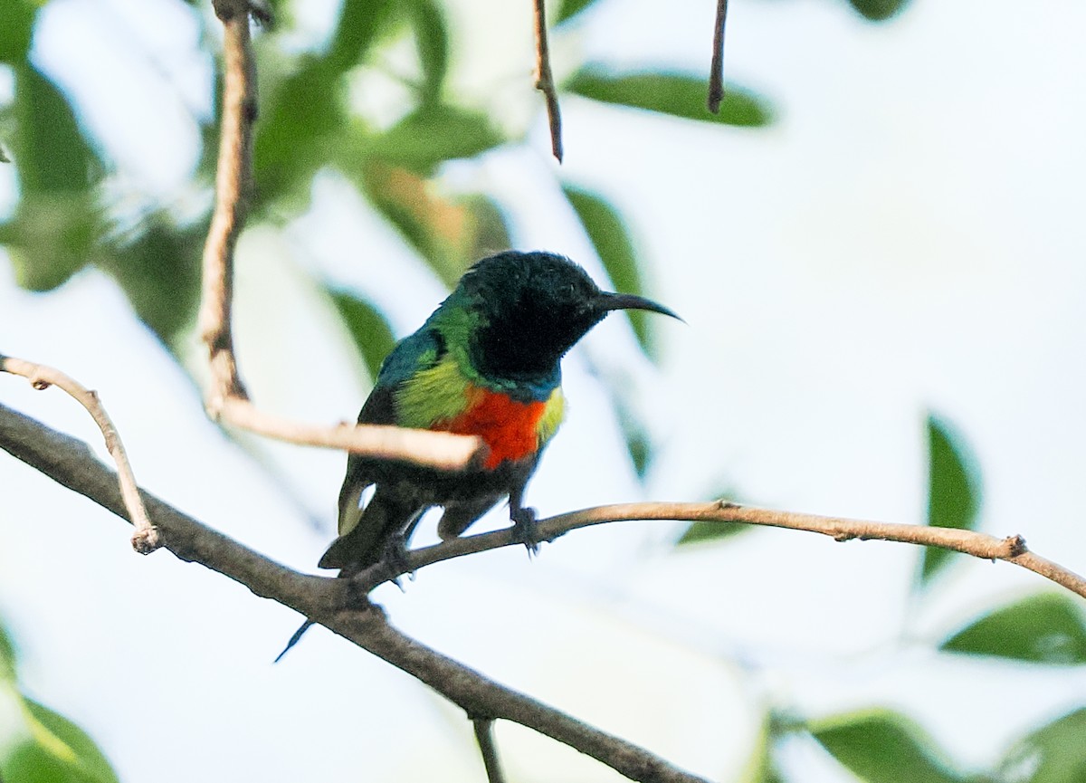 Beautiful Sunbird - ML646752230