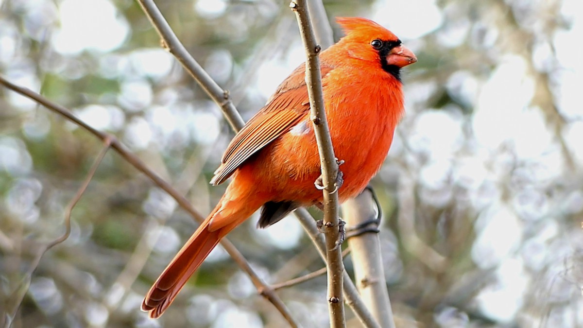 Northern Cardinal - ML646752239