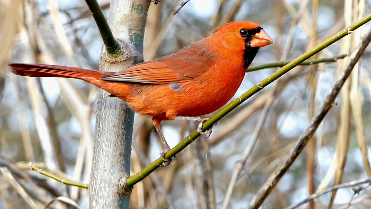 Northern Cardinal - ML646752240