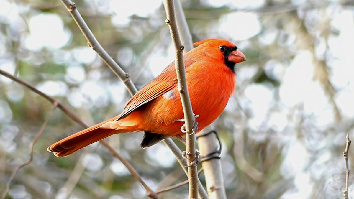 Northern Cardinal - ML646752241