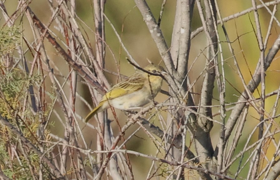 Black-headed Weaver - ML646752242
