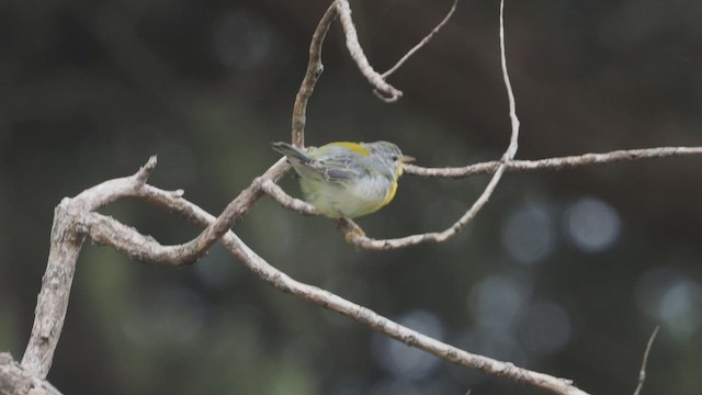 Northern Parula - ML646752244
