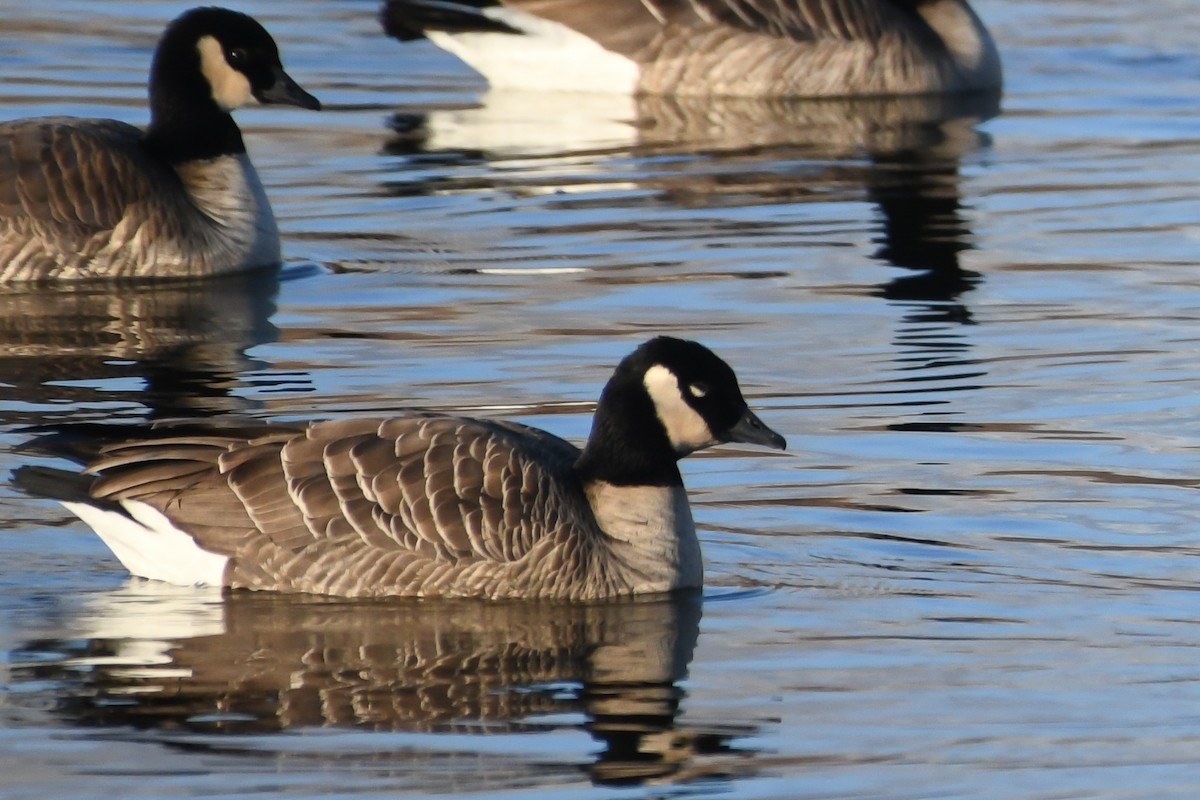 小加拿大雁 - ML646752245