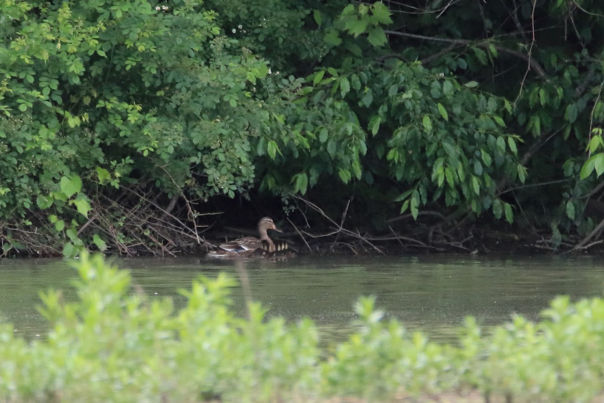 Mallard - ML646752247