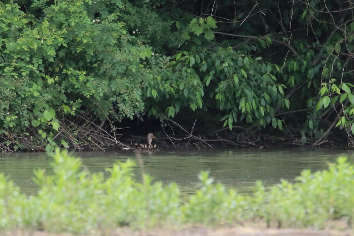 Mallard - ML646752249