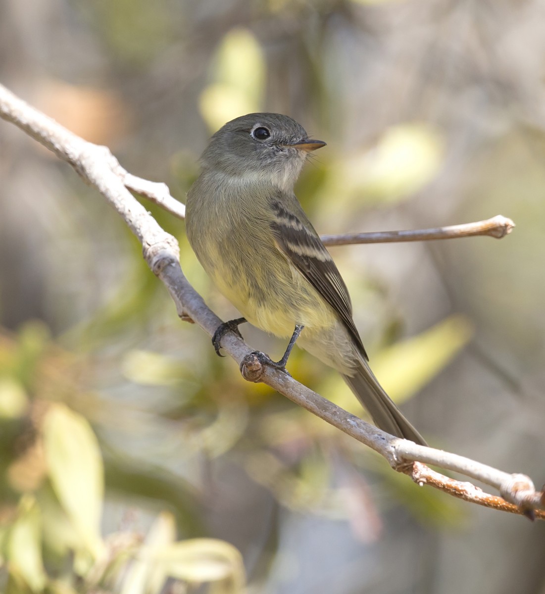 Hammond's Flycatcher - ML646752252
