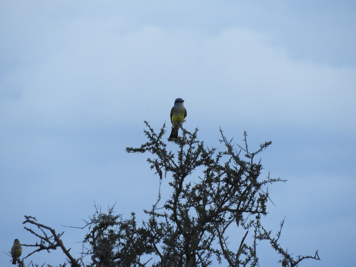 Tropikal Tiran - ML646752253