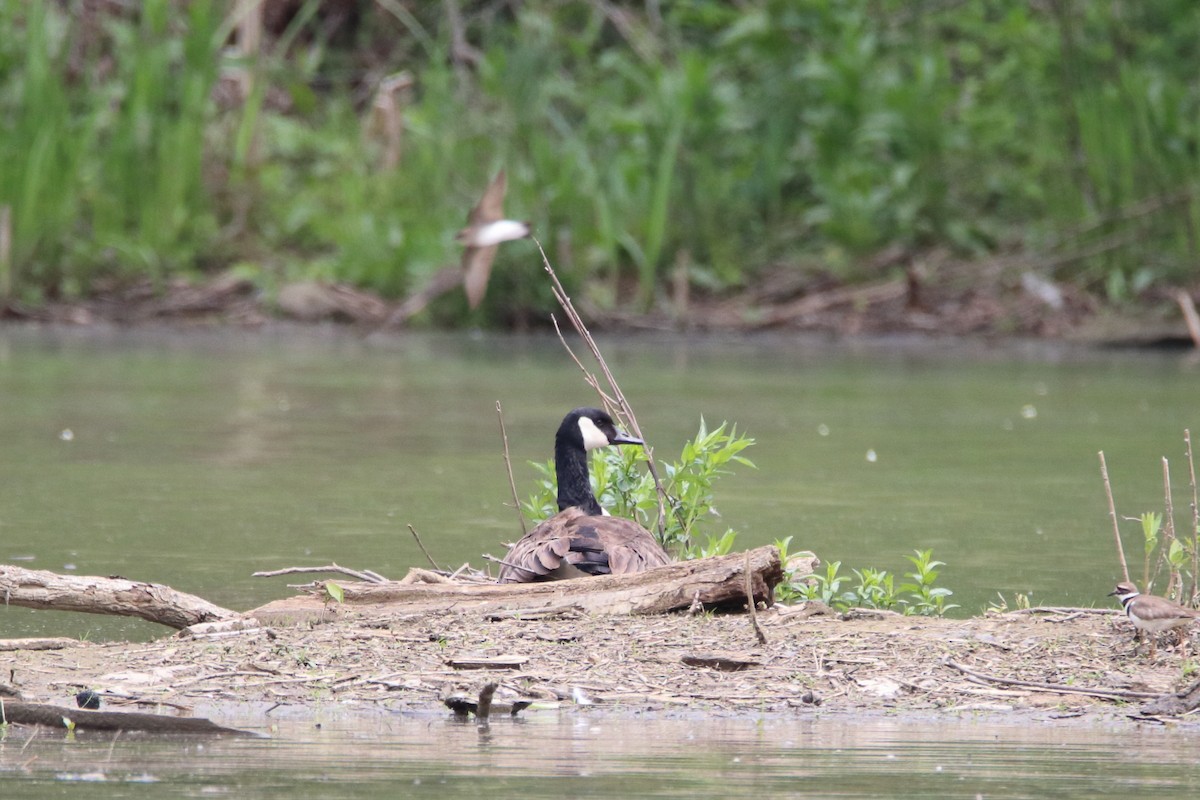Canada Goose - ML646752254