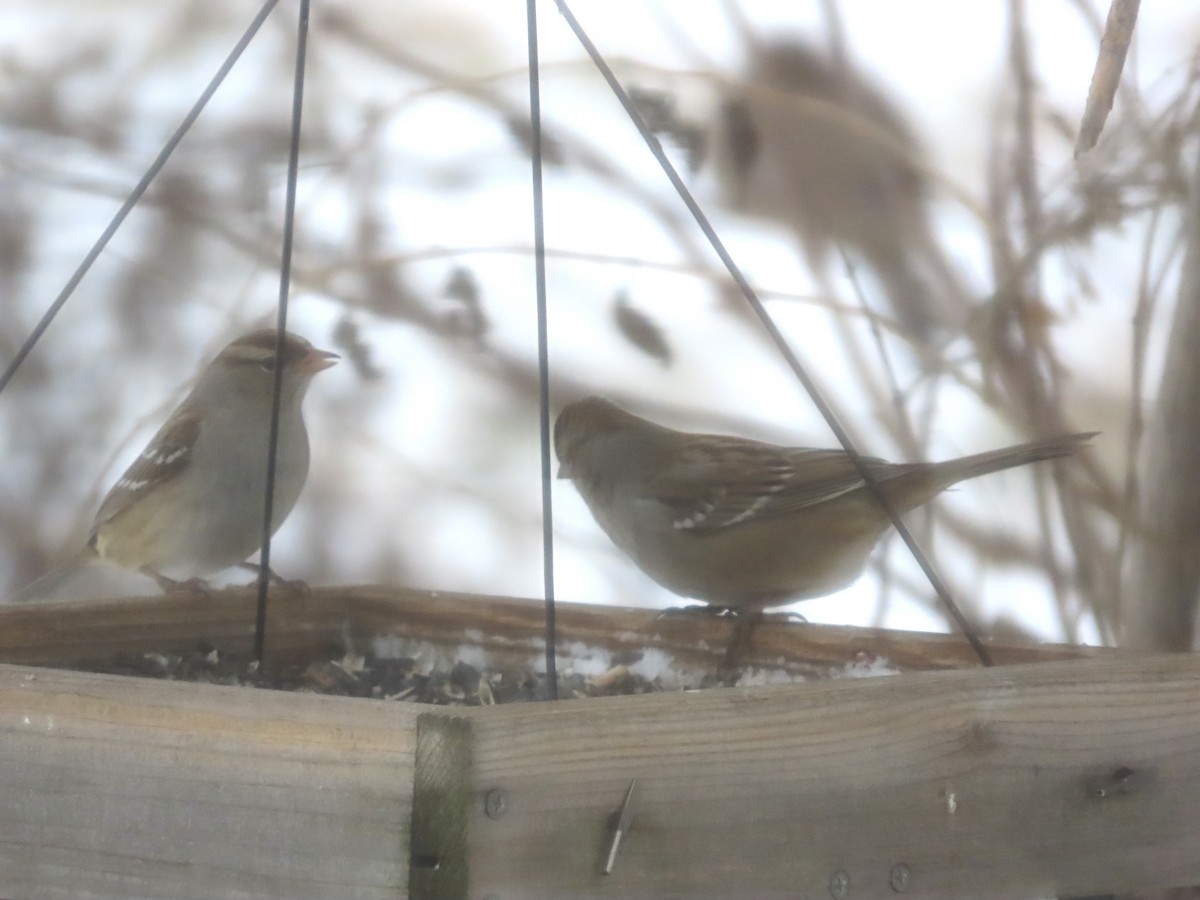 Dachsammer - ML646752255