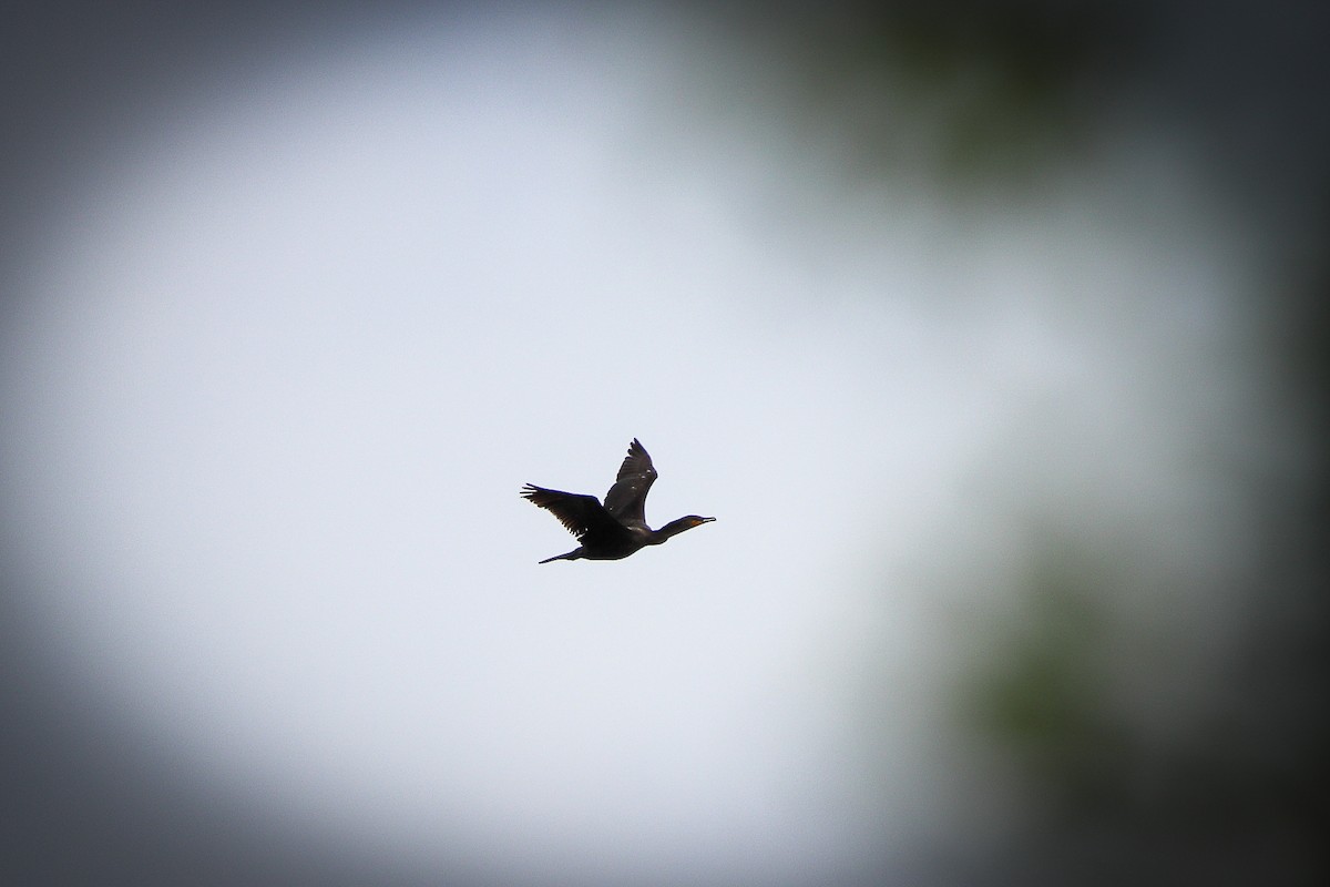 Double-crested Cormorant - ML646752261