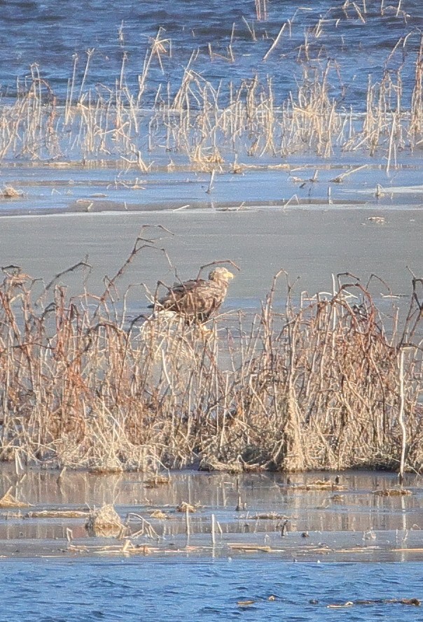 White-tailed Eagle - ML646752262
