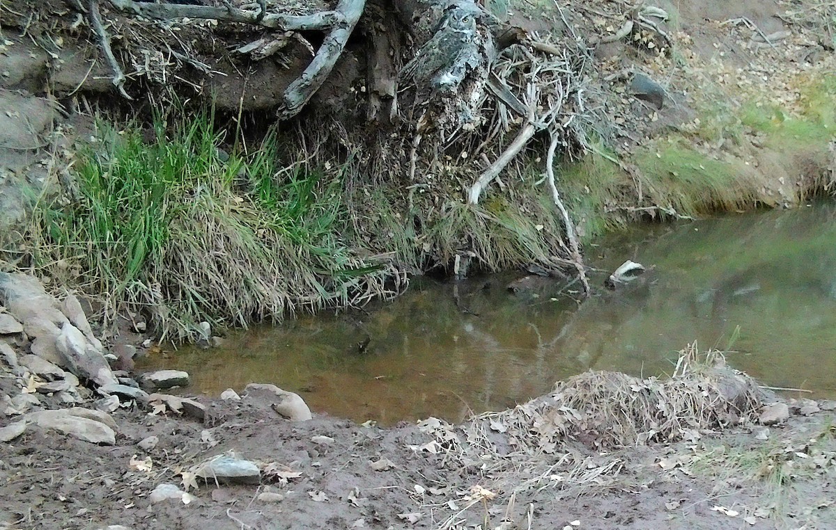 Hontz virginiarra - ML646752267