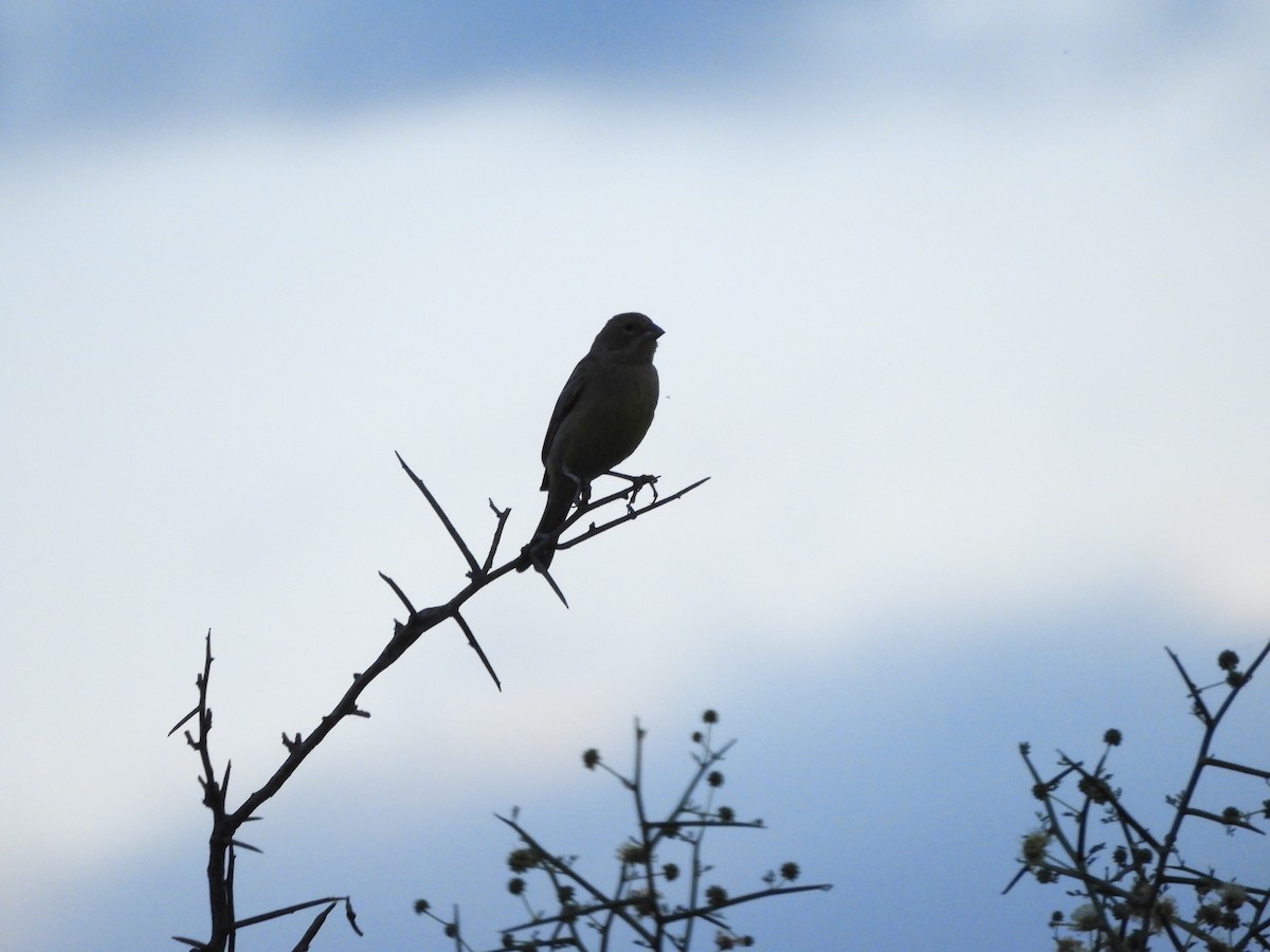 Çayır Kanarya İspinozu - ML646752268