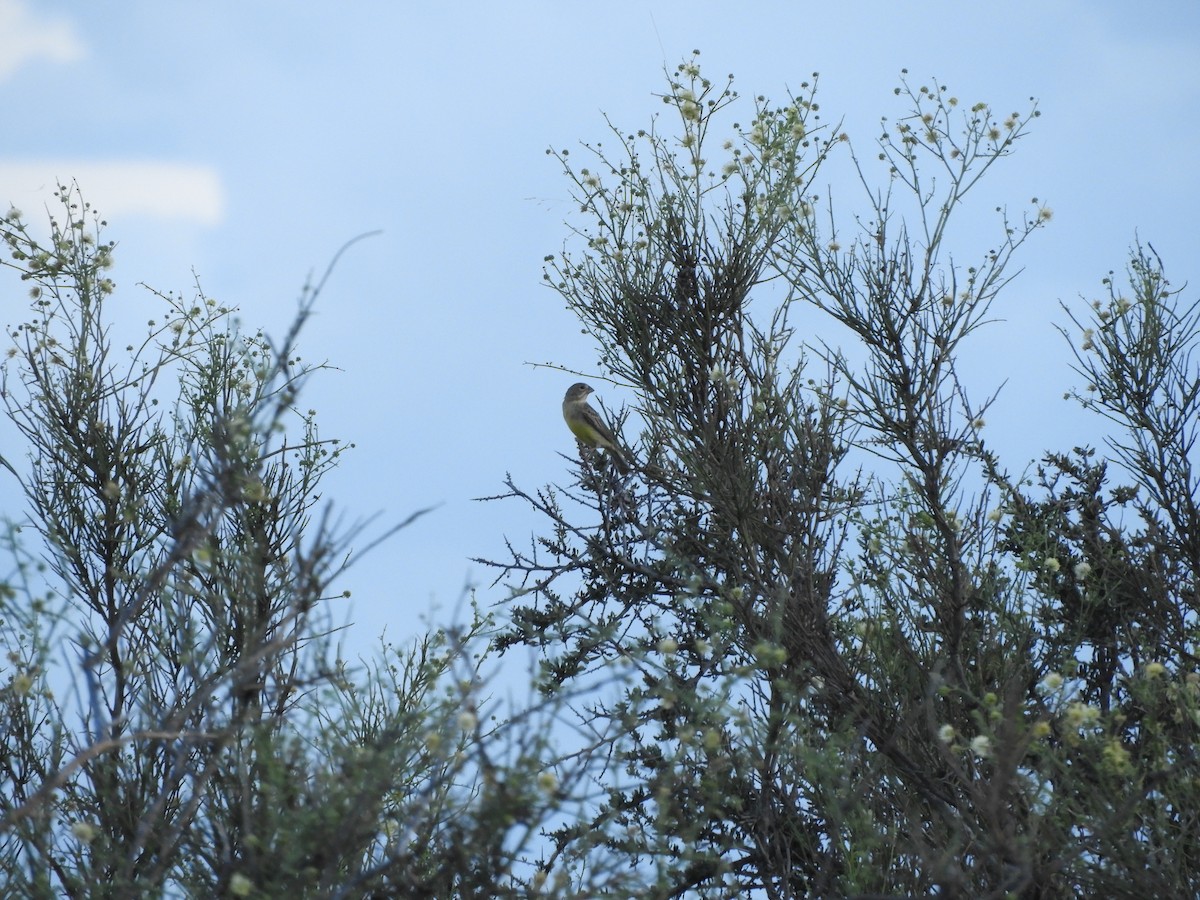 Çayır Kanarya İspinozu - ML646752269