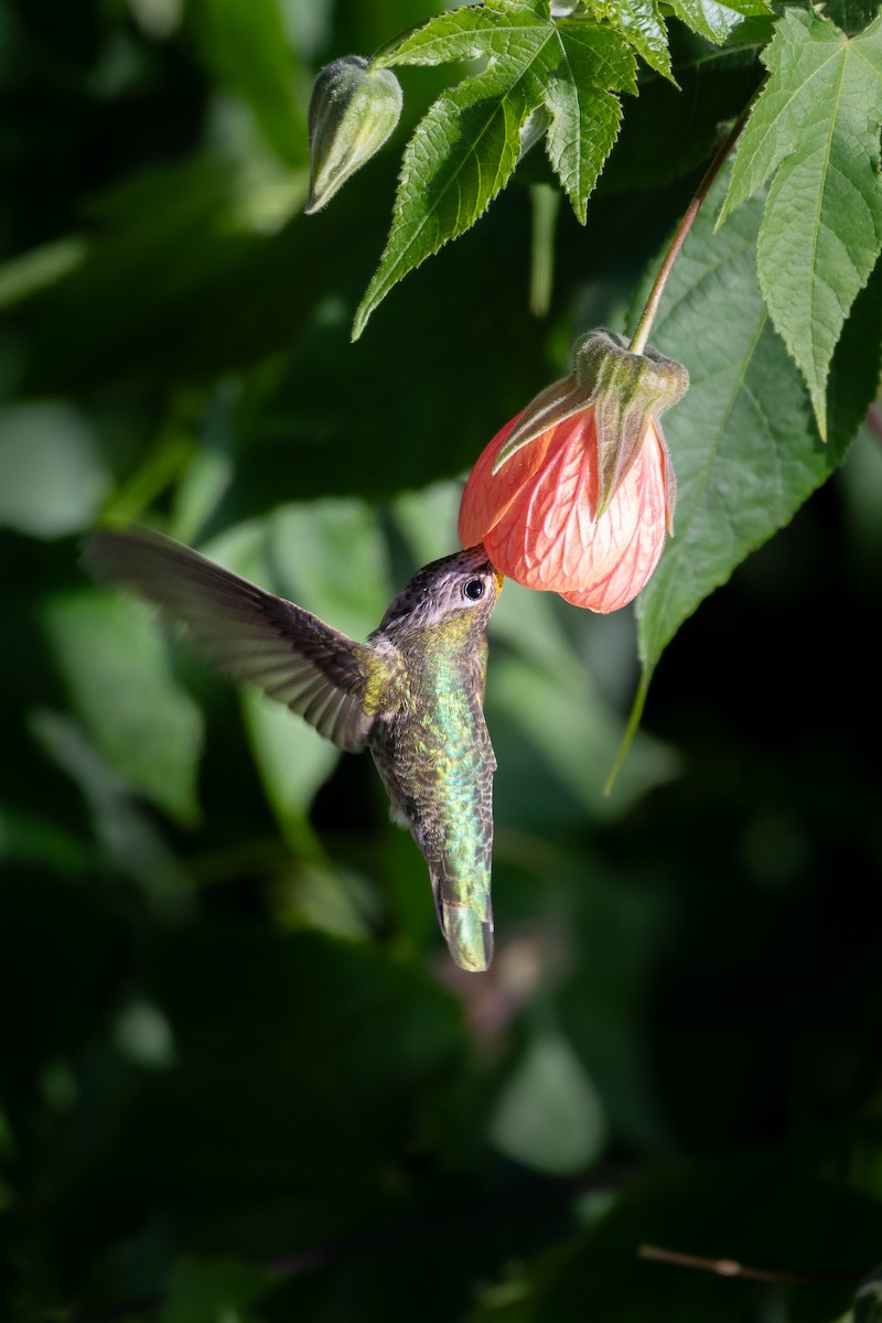 Anna's Hummingbird - ML646752276