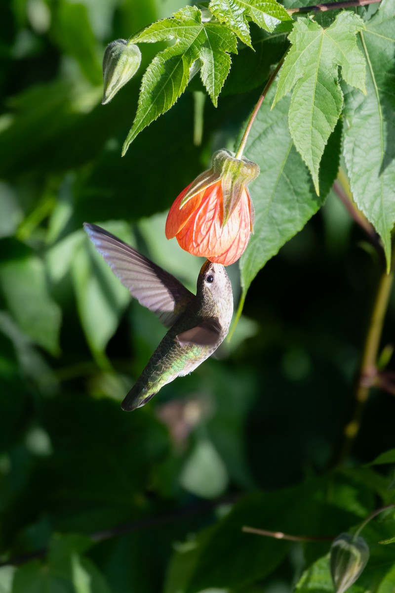 Anna's Hummingbird - ML646752277