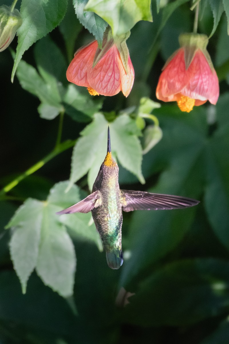 Anna's Hummingbird - ML646752278
