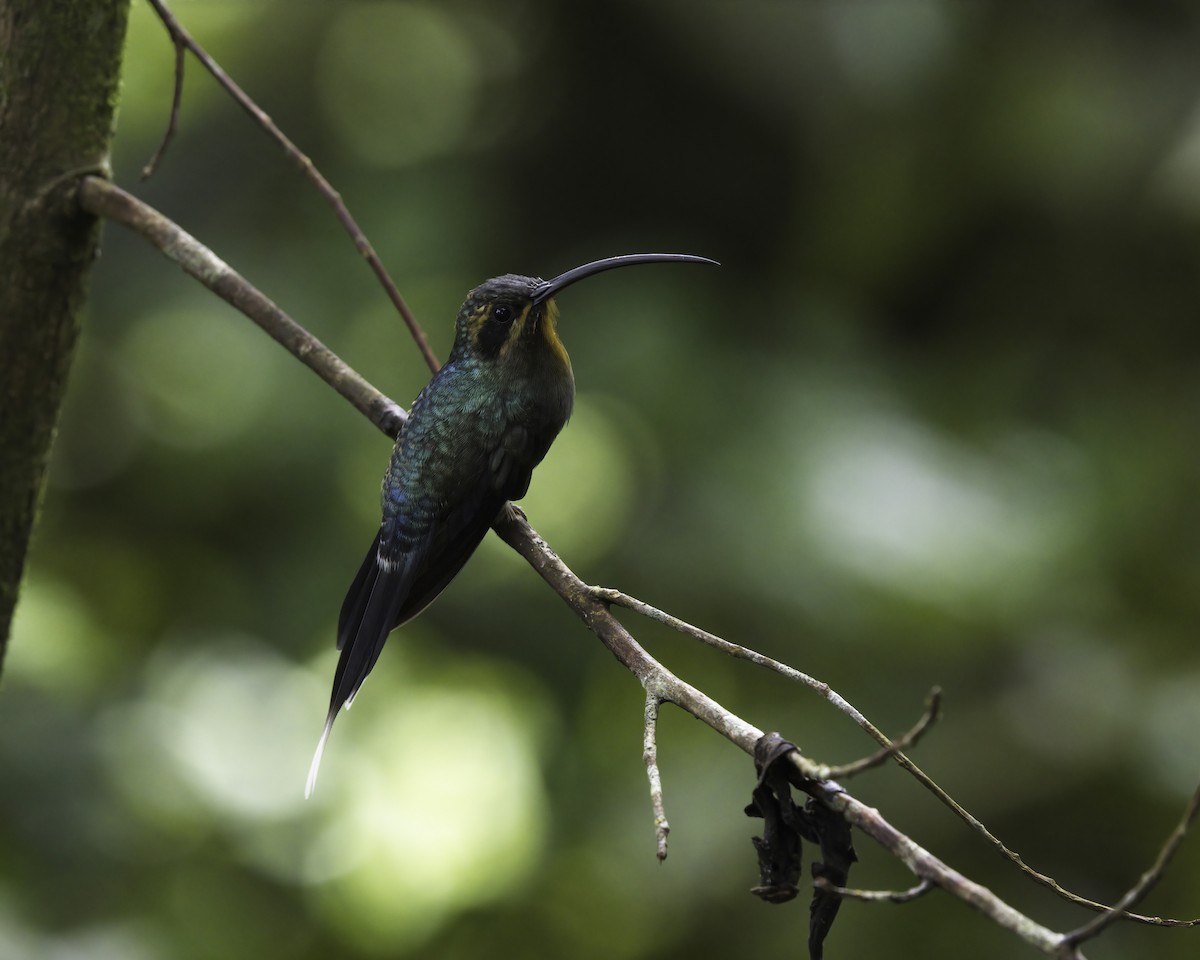 grønneremitt - ML646752279